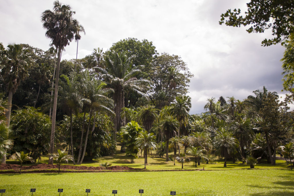 Peradeniya - panorama