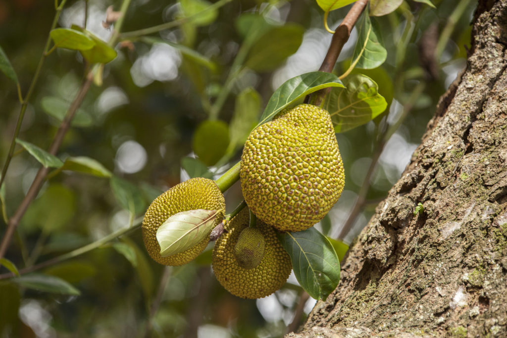 Peradeniya - Jack fruit