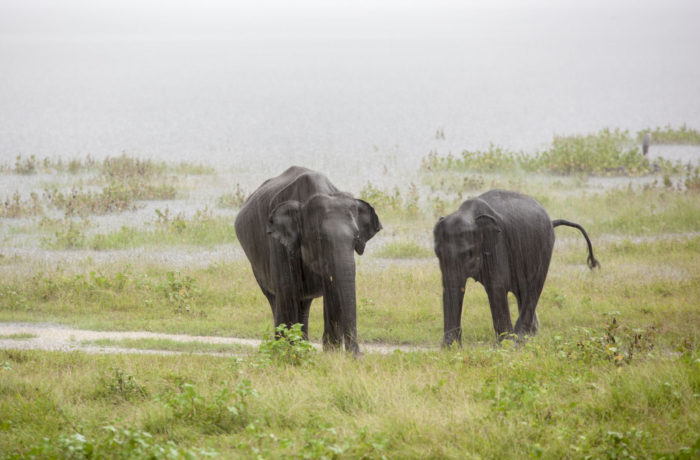 Polonnaruwa - Kaudulla - Sloni 02