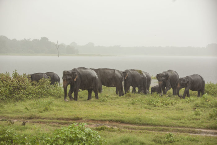 Polonnaruwa - Kaudulla - Sloni 03