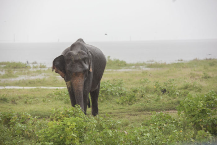 Polonnaruwa - Kaudulla - Sloni 04