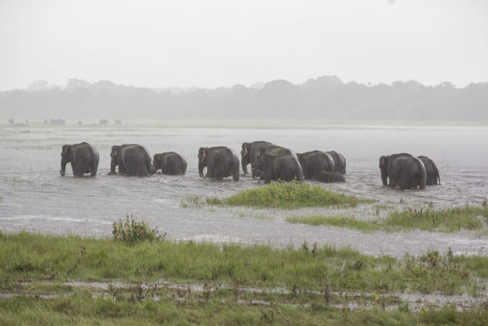 Polonnaruwa - Kaudulla - Sloni 04