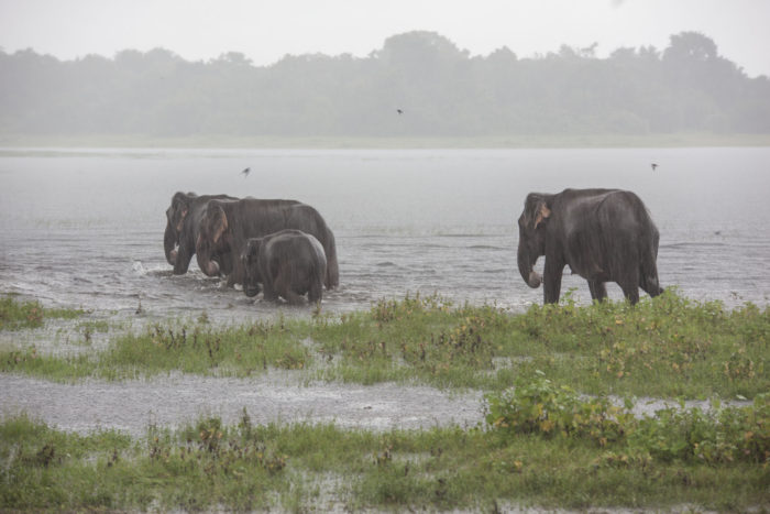 Polonnaruwa - Kaudulla - Sloni 05