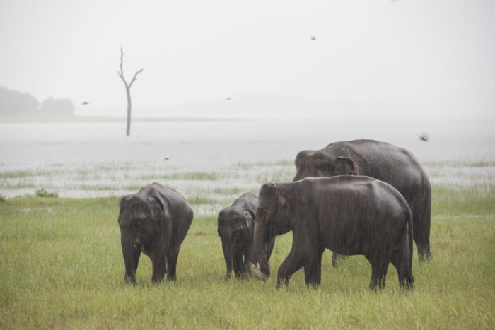 Polonnaruwa - Kaudulla - Sloni 06