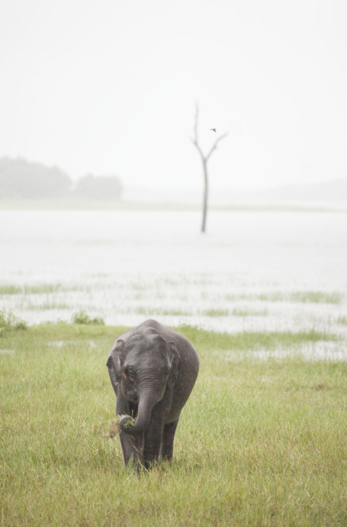 Polonnaruwa - Kaudulla - Sloni 07