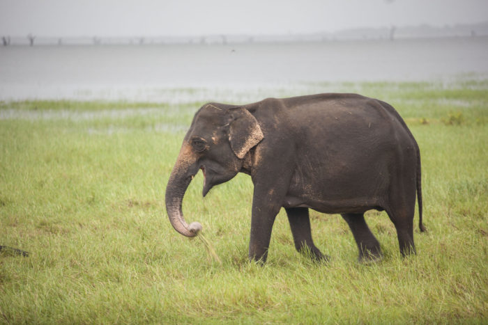 Polonnaruwa - Kaudulla - Sloni 11