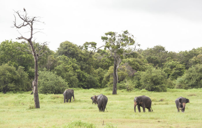 Polonnaruwa - Kaudulla - Sloni 13