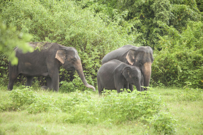 Polonnaruwa - Kaudulla - Sloni 14