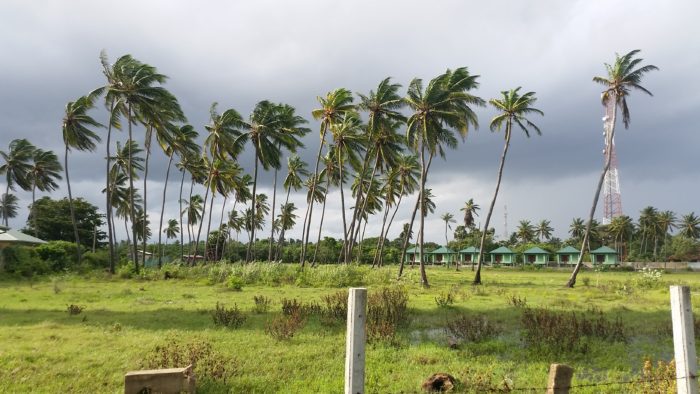 Arugam Bay - palmy pred bouri