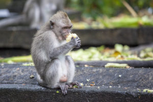 Ubud - Opičí les