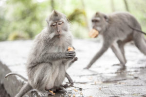 Ubud - Opičí les