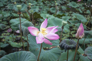 Paláce Ubudu - Lotus