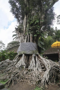 Pura Tirta Empul - Svatý strom